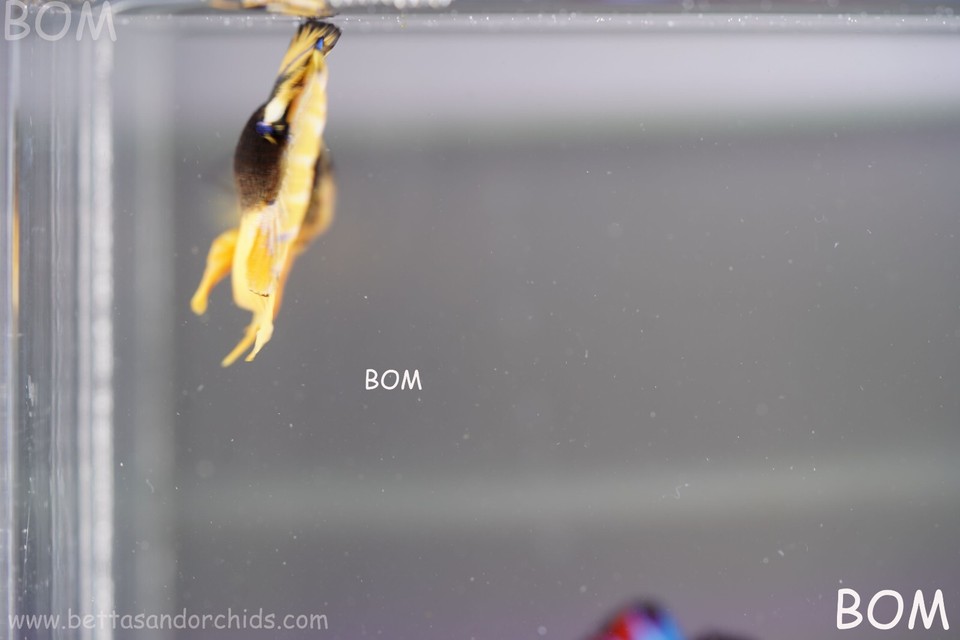 MALE MUSTARD GAS SERIES Plakat Betta Fish Live HMPK UNIQUE FISH BOM642 eBay