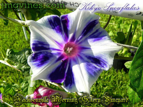 Kikyo Schneeflocken Japanese Morning Glory 6 Stck. - Bild 5 von 6