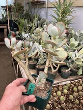 Crassula arborescens Silver Dollar Succulent 9"Tall 9" Wide #2G