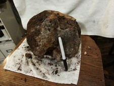  B74 Manzanita Burl Wood For Wood Projects