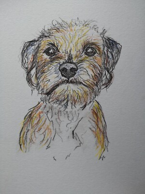 Border Terrier DIN A4 Kohle und Pastell Portrait Original Zeichnung 