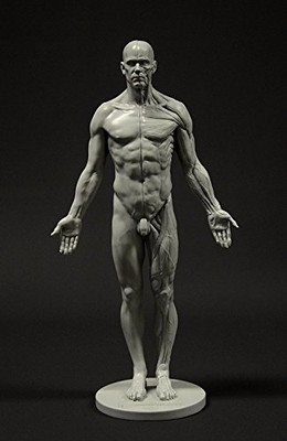  Male Anatomy Figure: 11-Inch Anatomical Reference For Artists