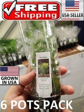 6 pots of Water Wisteria plants Easy Aquarium aquascaping planted tank low light
