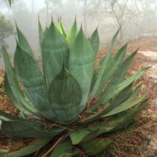 Agave Maximiliana - 10 Seeds - Mexican Succulent Maximilian Century Plant