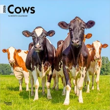 Cows | 2026 12x24" (Hanging) Monthly Square Wall Calendar | Plastic-Free