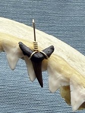 SHARK TOOTH PENDANT..fossilized 3/4 inch Sand Tiger ( NON ENDANGERED )