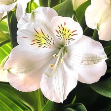 Alstroemeria Sunburst Flowering Outdoor Perennial Plants Garden Ready Plants