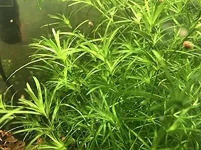 POT Najas Guadalupensis Guppy Grass plante oxygenante crevettes support ponte - Photo 1/4