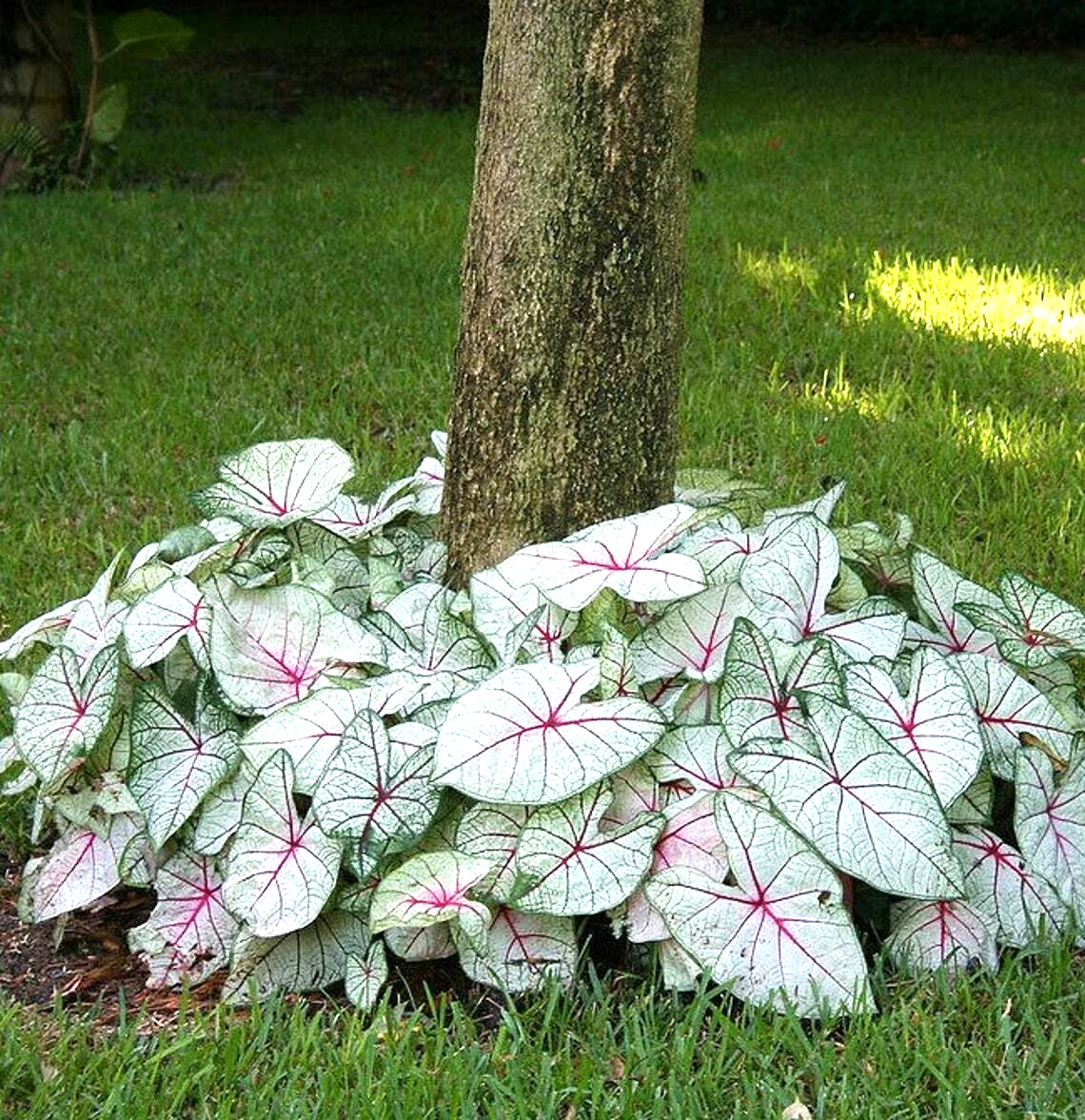 Caladium White Queen Bulbs (2ct) | eBay