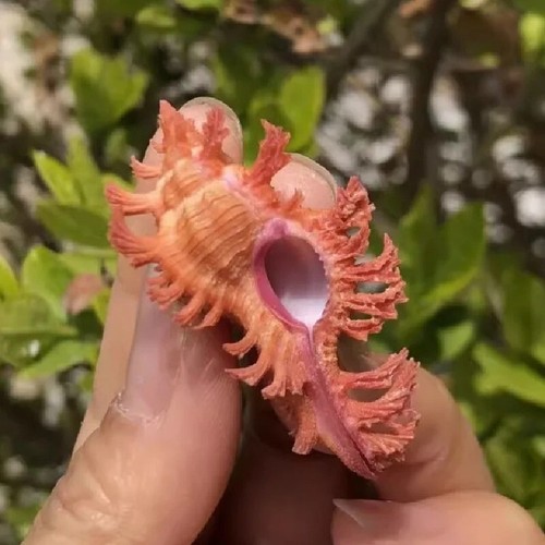 Pendant Murex Chicoreus Aculeatus Natural Seashell Rare Real Aquarium 1-1.5" In - Picture 4 of 10