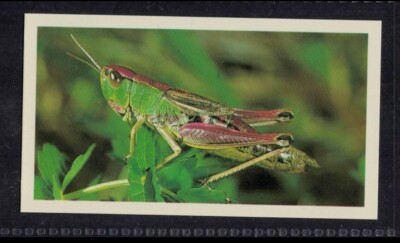MEADOW GRASSHOPPER - 35 + year old English Tobacco Card # 14
