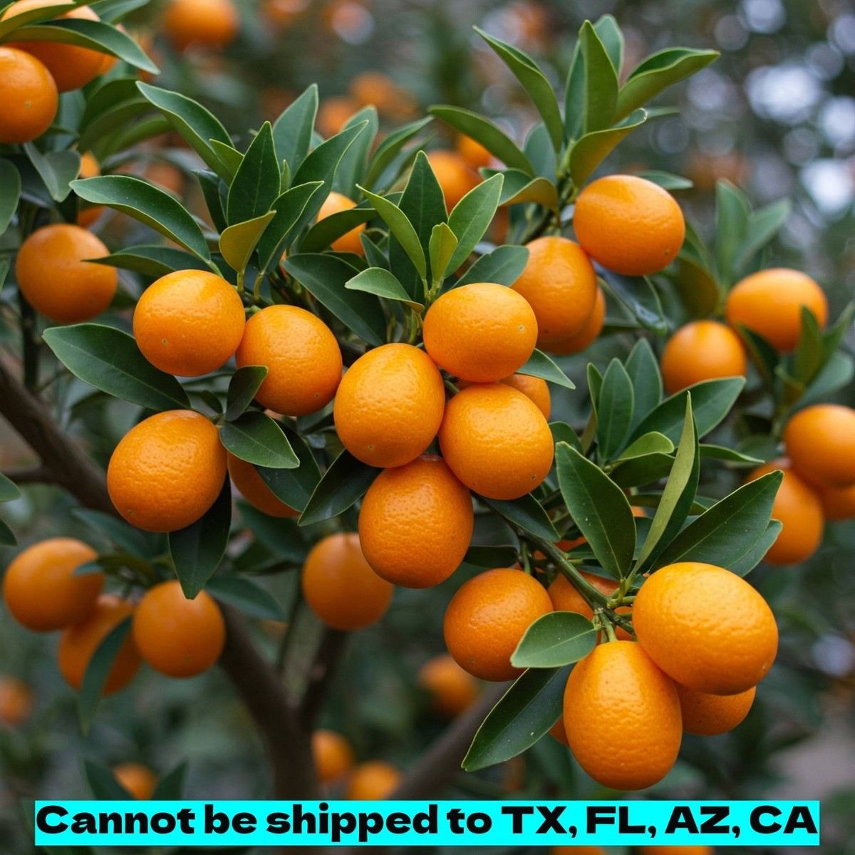 Changshou Kumquat Tree Live Fortunella Obovata Fukushu Grafted Fruit 4" Pot  Size | eBay
