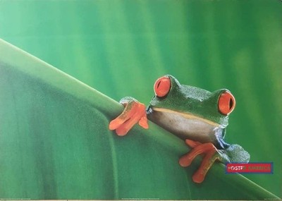 662908 Red Eyed Tree Frog Vintage 1995 Photo Wall Print Poster