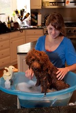 Pet Gear Pup-Tub Portable Dog Cat Bath Tub upto 20lbs, Easy Drain, Tethers Incl