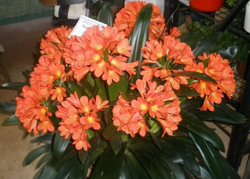 10 BRIGHT ORANGE CLIVIAS, 10 plants for $100 - Picture 6 of 7