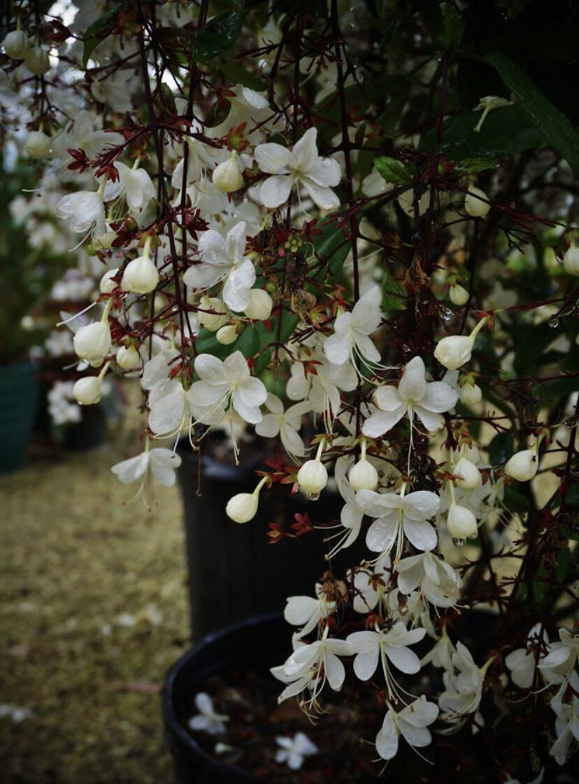 artificial plant olive tree 7FT Tall Faux Olive Tree with 16in Round White Planter main image 1