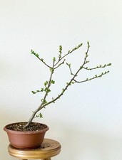 Bonsai jabłko ozdobne Malus Evereste