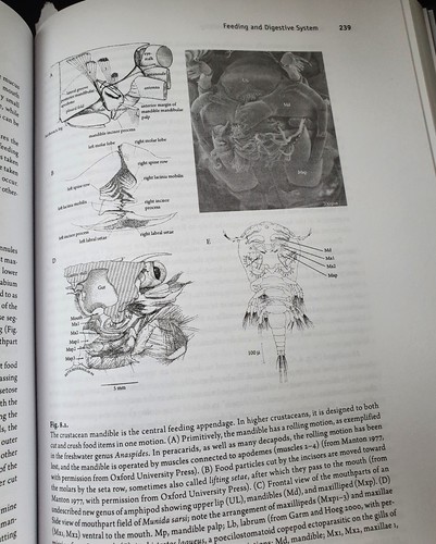 The Natural History of The Crustacea - Functional Morphology & Diversity (VOL 1) - Bild 6 von 9