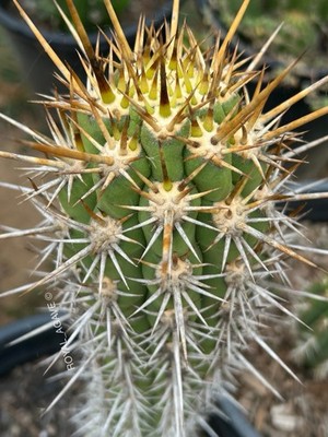 Leucostele chiloensis - Rare Cactus !! -  Robust Colorful Spines!! Echinopsis