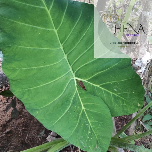 Dried Taro leaves 500 g Colocasia Leaf Herb Taro Comida Organic Ceylon Herbal