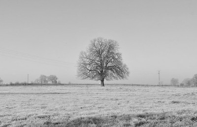 Foto 6x4 Kastanienbaum, Acton Turville, Gloucestershire 2016 Kastanie Tr c2016