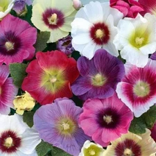 Hollyhock Mixed Flower Seeds, "COOL BEANS N SPROUTS" Brand