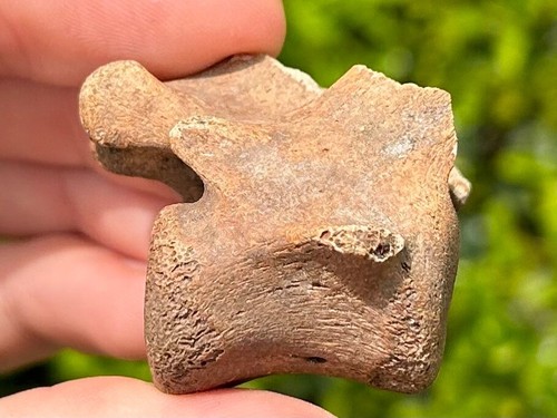 RARE Florida Fossil Dire Wolf Vertebrae Bone Pleistocene Ice Age Mammal