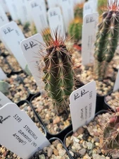 Stenocereus quevedonis (with locality?) (cactus - succulent - plant)