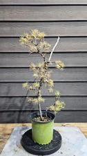 Larch Tree Pre Bonsai