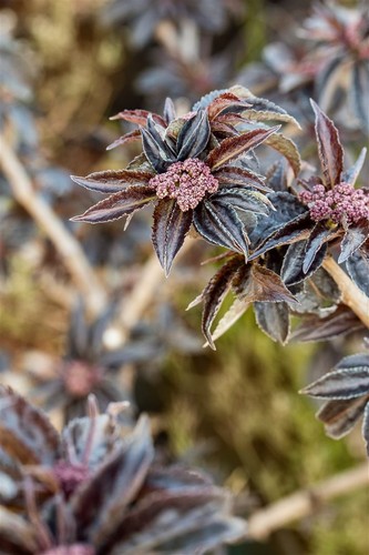 Sambucus nigra 'Black Tower', Schwarzer Holunder, ca. 9x9 cm Topf - Bild 9 von 10