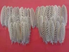 40 Small Cock Pheasant Wing Feathers 3.5" - 5" - UK Sourced - 1st class postage