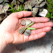 8 x Unrooted Rare Succulent Leaf Cuttings (4 Varieties) Kalanchoe Adromischus