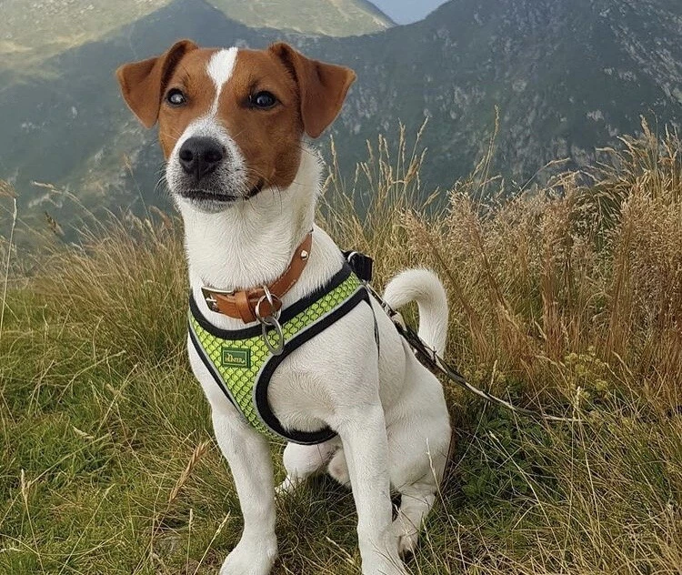 Hunter hilo dog harness sales