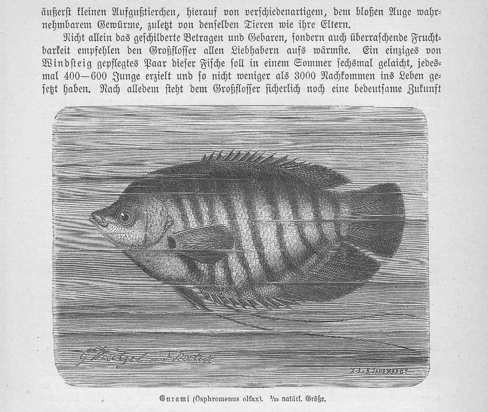 Gurami Osphromenus olfax Osphronemidae Holzstich von 1892 Fische G. Mützel
