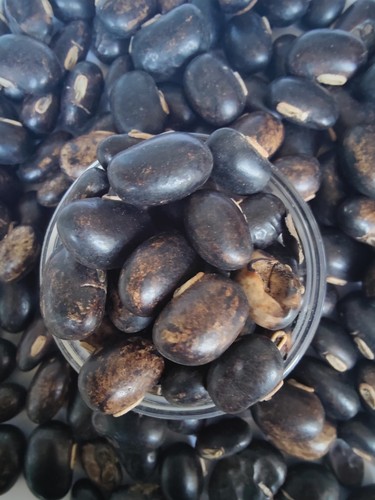 Velvet Bean Konch Beej 90 gms Kaunch Seed, Mucuna Pruriens Indian free Postage - Picture 2 of 7