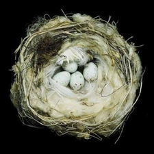 Nests: Fifty Nests and the Birds That Built Them by Sharon Beals