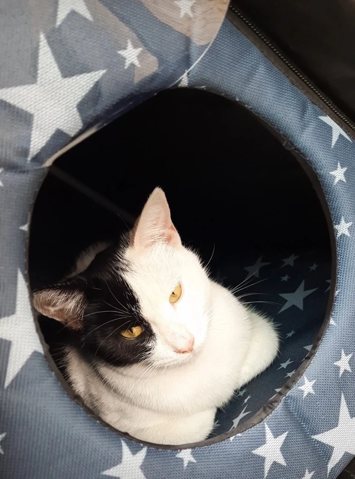 Refugio para gatos, casa para gatos interior/exterior, impermeable, resistente a la intemperie Foto 4 de 4