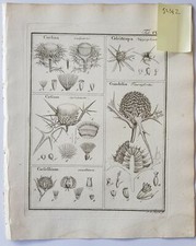 GAERTNER Fruct. Sem. Pl.  1788 Botanical Engraving Fruit seeds sectional print