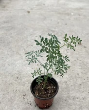 Rue Plant With Pot 7” Ruta graveolens Herb of Grace Medicinal Herb Live Plant