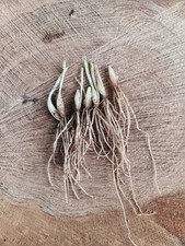 10/15/25/50 Wild Garlic Roots Allium Ursinum Hardy