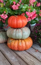 Stacker Pumpkin Mix Seeds for Planting (10 Seeds)