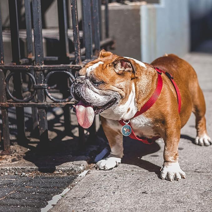 Pet ID Tags, Personalized Dog Tags, Custom Dog Tags, Unique Information