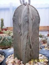 Astrophytum Columnare, exotic columnar cacti rare collector cactus seed 50 SEEDS
