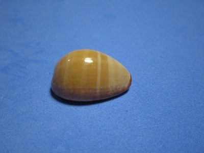 Cypraea caputophidii (Schilder,1927) ''BANDED!''  (24.9mm)