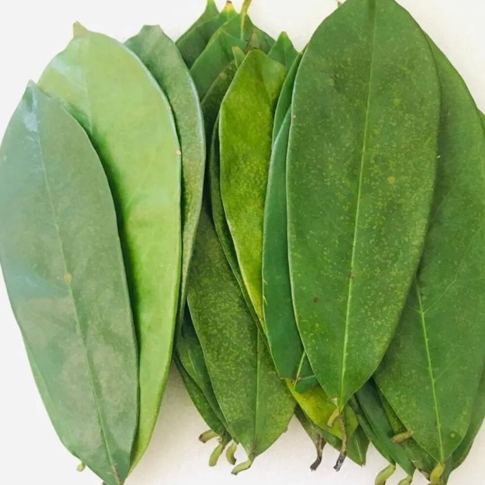 200 Dried Soursop Leaves, Hojas De Guanabana Secas, Whole Soursop Graviola Leaves, Loose Leaf Tea, Caffeine Free, Non-GMO. by Akshit