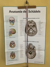 Schädel Anatomie  PLAKAT POSTER Medizinstudium Vorklinik Deko Amboss