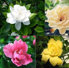 20 MIXED SEEDS GARDENIA fragrant flower exotic garden house plant USA Seller