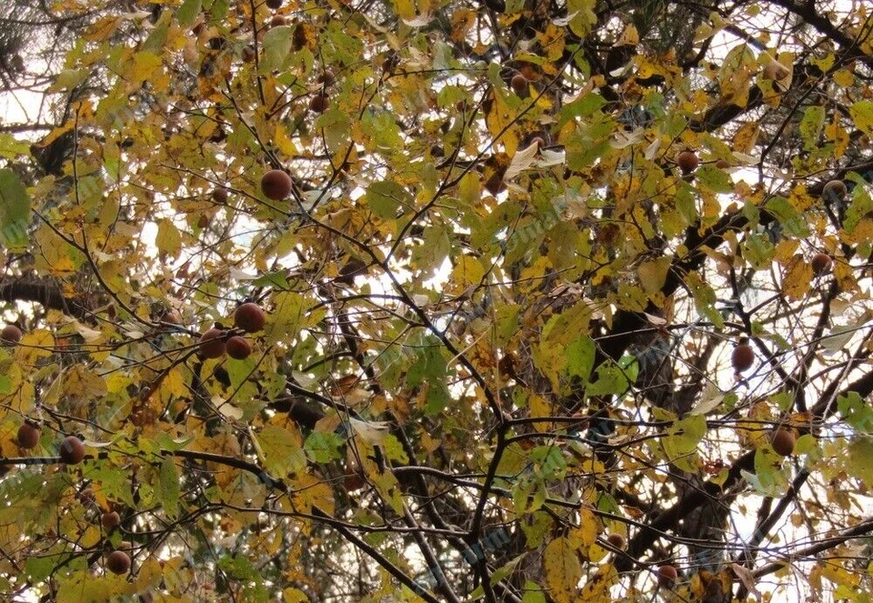 (3) TRES plántulas de crecimiento rápido nativas americanas de árbol de caqui de 24" (2 pies) Foto 4 de 4