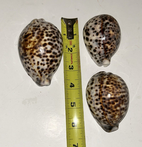 Lot of 3 Spotted Cowrie Sea Shells, Approx 1.75-3 in, Natural Shell Lot