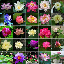 10Pcs Bowl Lotus Seeds for Planting - Bonsai Lotus Seeds, Water Lily Flower, Aqu